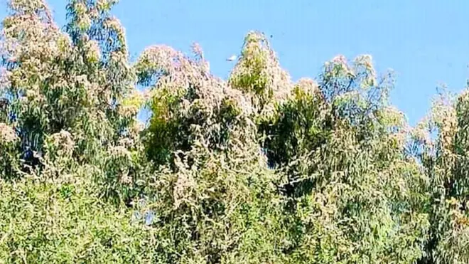 ዕስለ ኣንበጣ ኣብ ኣግራብ ራያ ዓዘቦ ጣብያ ሓድሽ ቀኚ