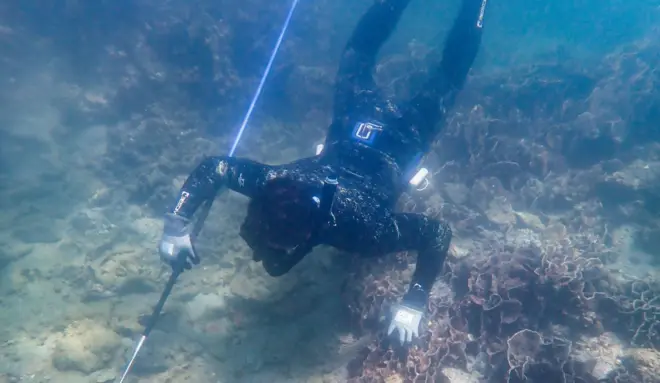 有浮潜游人手持鱼叉，并按压珊瑚。