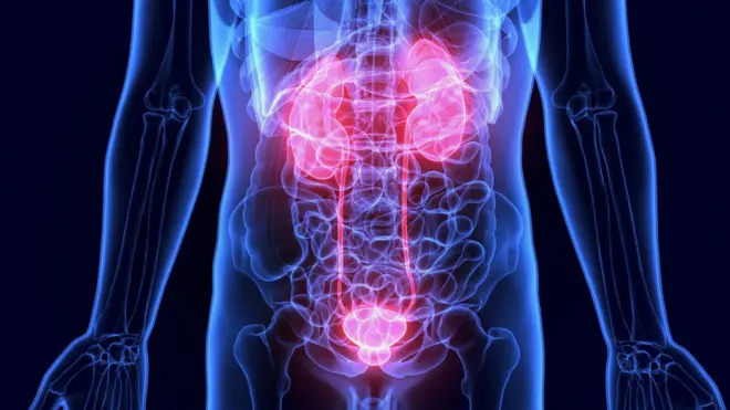 मिर्गौला मानव शरीरमा रगत सफा गर्ने काम गर्ने अङ्ग हो