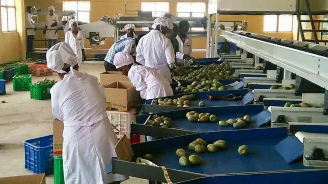 በለስ ኣብ ክልል ትግራይ ብስፍሓት ተመጋቢ ኣለዎ።