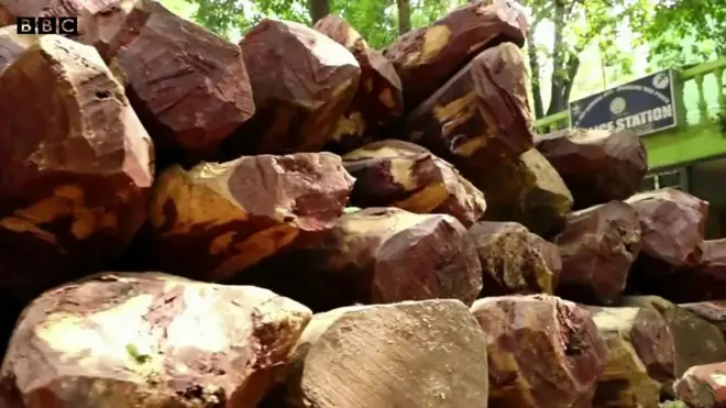 ఎర్రచందనం