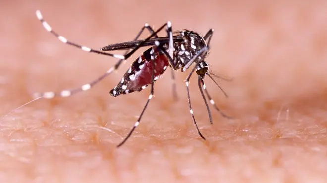 El Aedes aegypti causa el dengue, el zika y la chikungunya.
