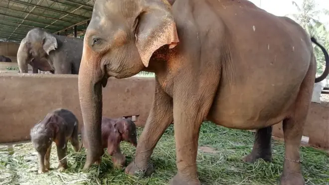 පින්නවල අලි අනාථාගාරයේ පළමු නිවුන් අලි උපත