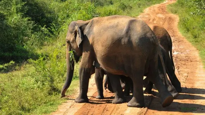 Department of Wildlife Conservation - Sri Lanka