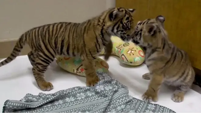 Друзі дитинства: як два зоопарки вирішили здружити тигренят