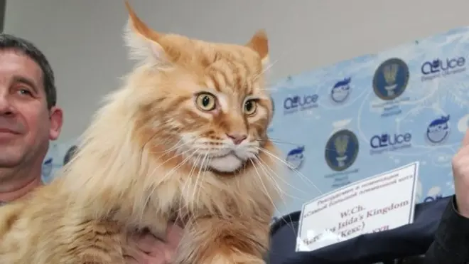 Кекса зважили і поміряли