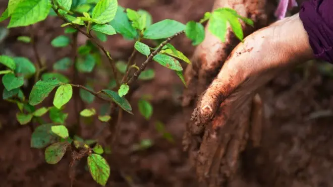 ችግኝ በመትከል ላይ