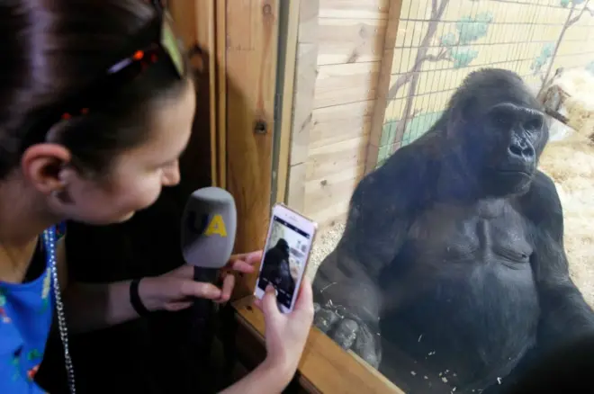 Mulher tira fotovaidebet é de quemgorila no zoológicovaidebet é de quemKiev