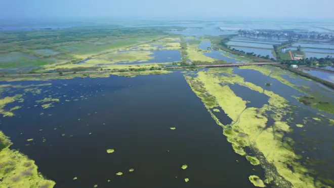 కొల్లేరు