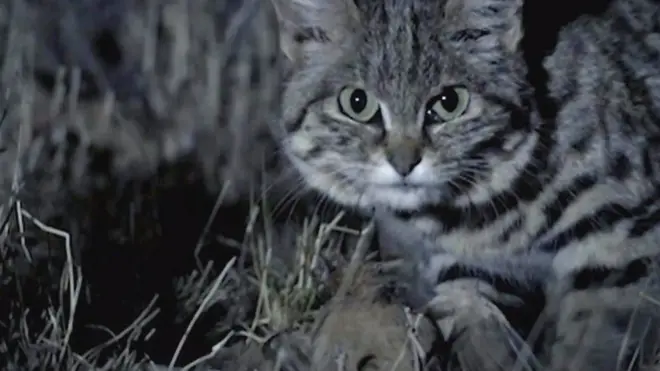deadliest cat