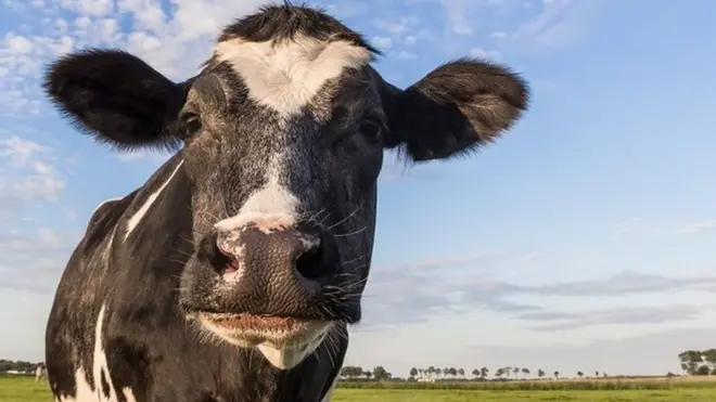 Коровы выделяют очень много метана, который повреждает озоновый слой нашей планеты