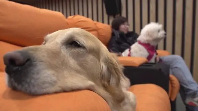 2018 کو چین میں کتے کا سال قرار دیا گیا ہے لیکن جانوروں کے ساتھ برے سلوککرنے اور کتے کا گوشت کا فیسٹیول منانے پر اکثر تنقید کا نشانہ بنایا جاتا ہے