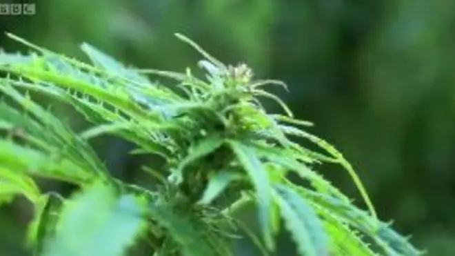 З насіння конопель фермери роблять молоко