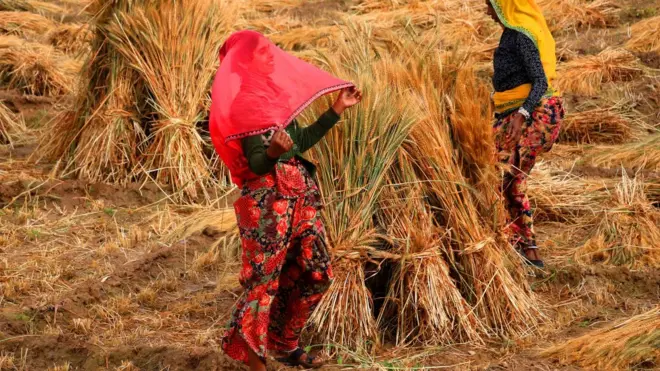 ખેતરમાં મહિલાઓ