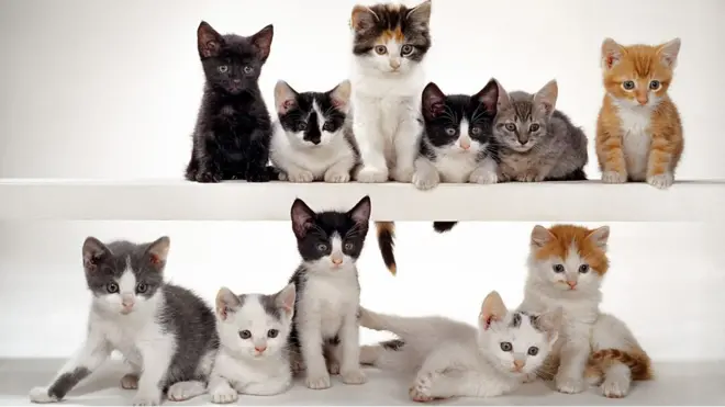 Фотосесія для журналу McCall's, Нью-Джерсі, 1964 рік