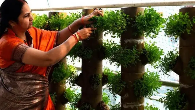 కూరగాయల సాగు