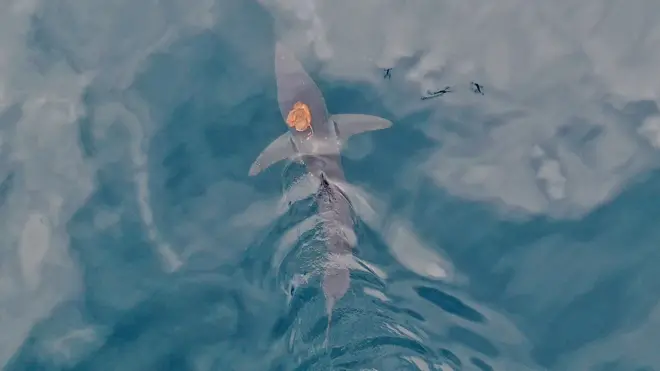 Neobično prijateljstvo ajkule i hobotnice