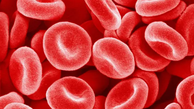 Imagem ilustrativa de glóbulos vermelhos no sangue