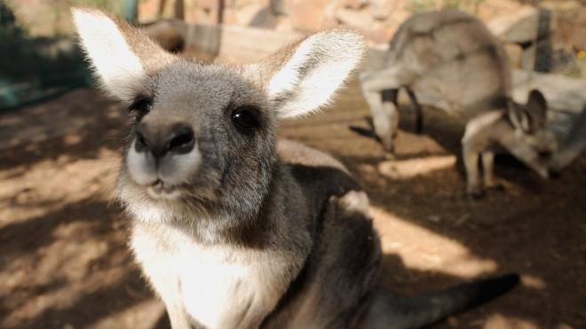 Kangaroo leans into camera