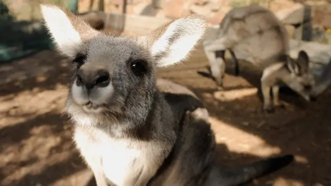 Kangaroo leans into camera