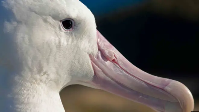 في أعالي البحار، أكثر من ثلث سفن الصيد لا تعتمد على نظام "إيه أي إس"، مما يعني أنها غالباً تقوم بالصيد غير المشروع