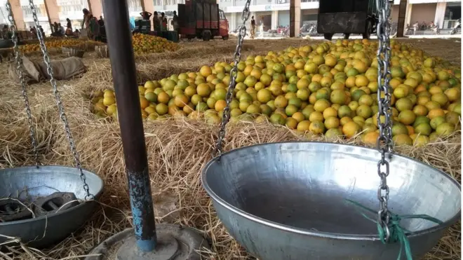 नागपुर में फसल कम होने के बावजूद संतरों की बिक्री में कमी