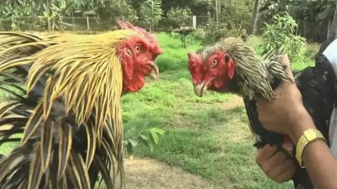 కోడి పందాలు