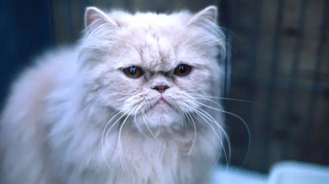 long-haired cat at a cat show