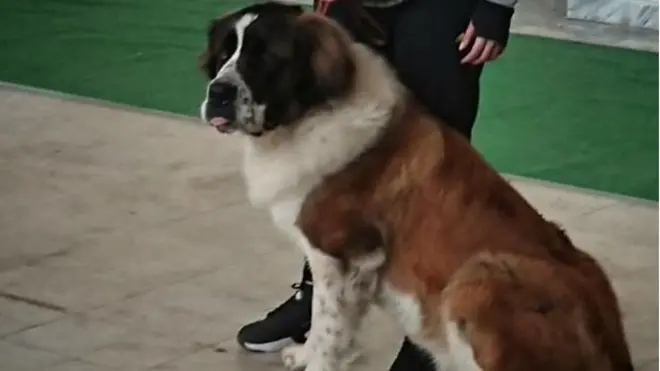 "Настав наш з Іріс час звернутись до всіх безсобачних", - пише журналістка Ольга Худецька