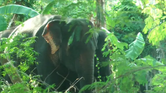 ආක්‍රමණික ශාක වන සතුන් ආහාරයට ගන්නා දේශීය ශාක විශේෂ යටපත් කරමින් ශීඝ්‍රයෙන් වර්ධනය වීම නිසා ශ්‍රී ලංකාවේ ජාතික වනෝද්‍යාන තුළ ආහාර අහේනියක් පවතින බවයි පැවසෙන්නේ