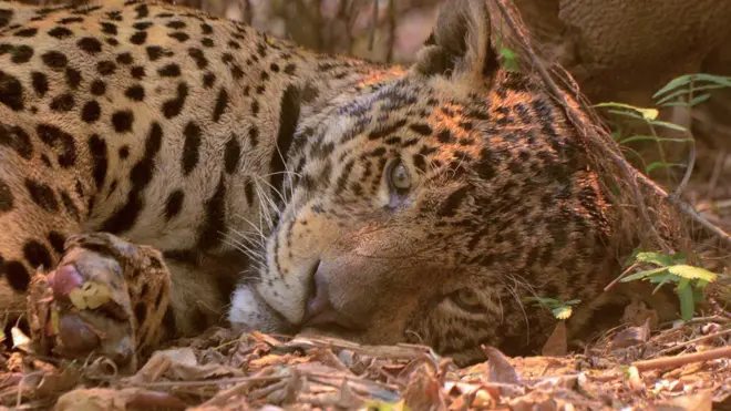 Fotoo que é f12.betonça-pintada no Parque Estadual Encontro das Águas, no Pantanal, viralizou nas redes sociais