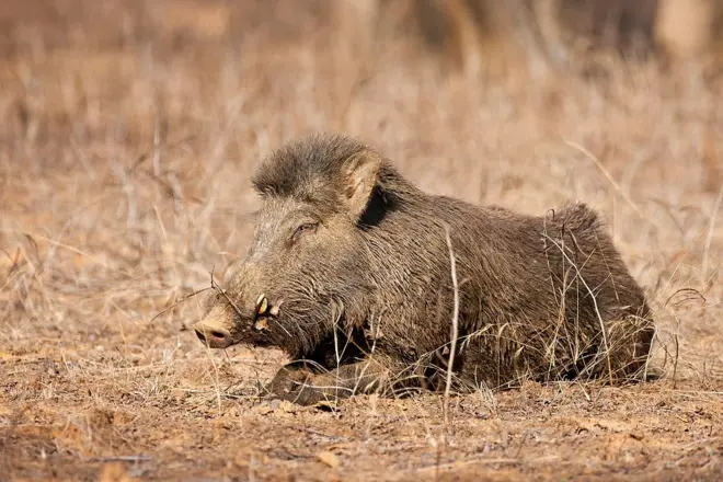 रानडुक्कर 