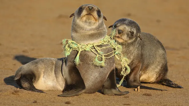 Two seal pups rest on a sandy beach. One seal has a rope of yellow and green plastic caught around its neck. 
