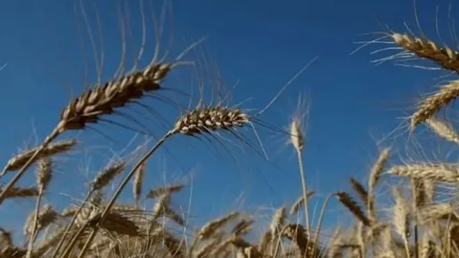 اوکراین یکی از تولیدکنندگان اصلی دانه های خوراکی و روغنی در جهان است