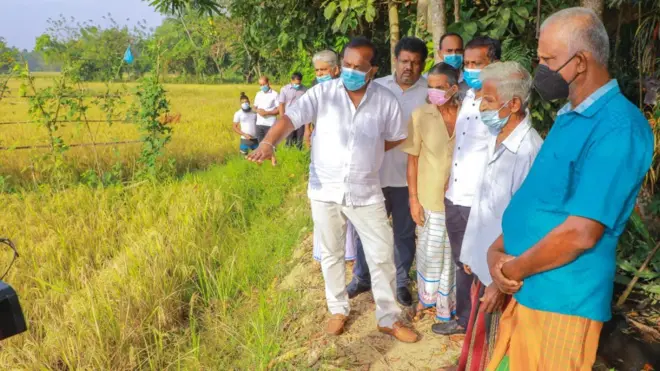 Mahindananda at Kuliyapitiya organic paddy field