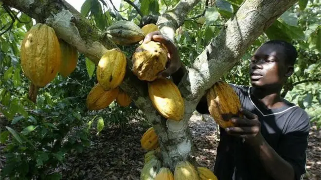 Les prix de cacao fixés en début de campagne intermédiaire ont baissé de 30%