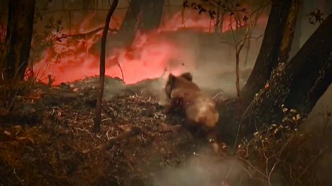 Bushfires are spreading across Australia's east coast, ravaging the marsupial's main habitat.