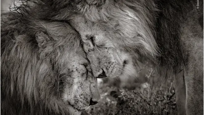 대상작 '형제애'