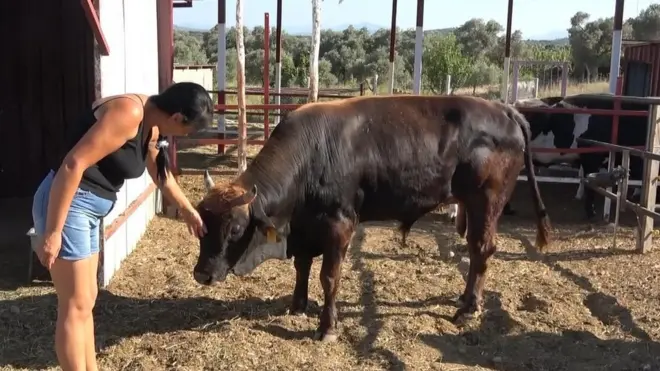 boğa ve sibel çakır