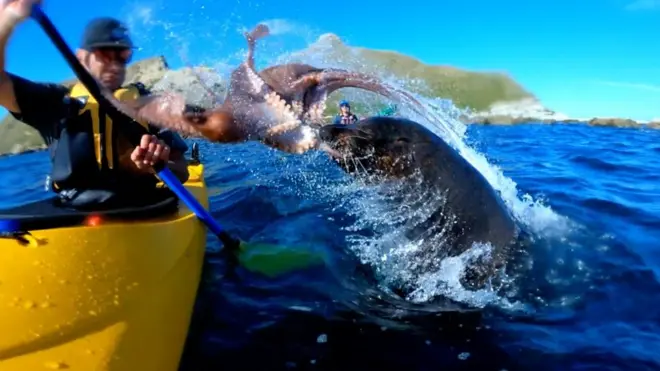 Гребец и тюлень