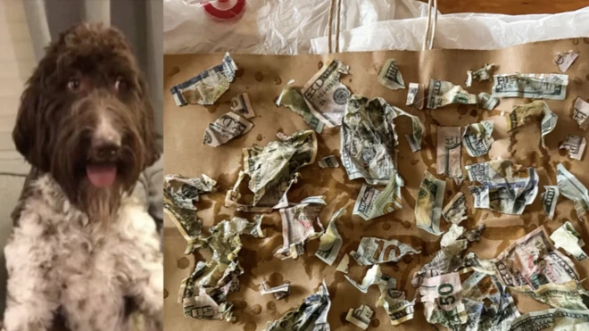 Cecil di seven-year-old Pennsylvania dog