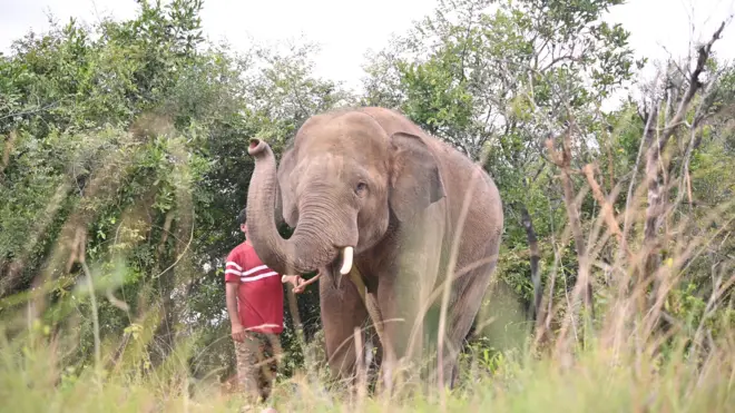 కుంకీ ఏనుగు