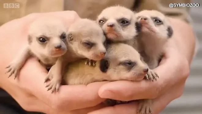 ミーアキャットの赤ちゃん5匹　シドニー近郊からこんにちは