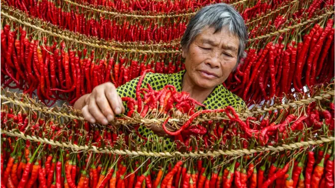 Senyawa kimia dalam cabai diyakini dapat mengoptimalkan kinerja panel surya.