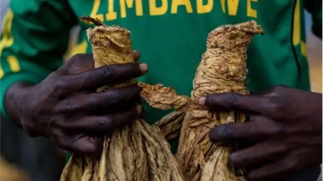 Le volume des ventes de tabac a atteint un nouveau record cette année, au Zimbabwe.