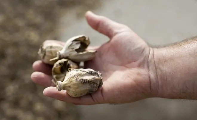 افیون، پوست