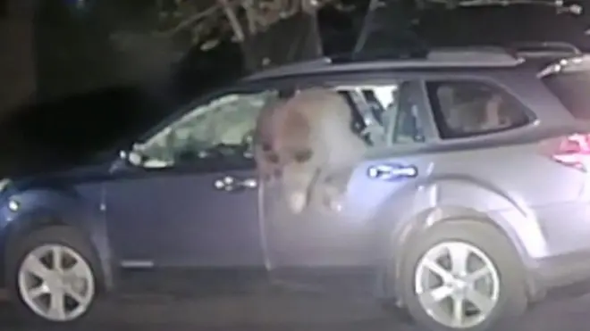 ведмідь у машині