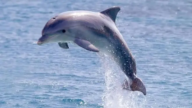 డాల్ఫిన్