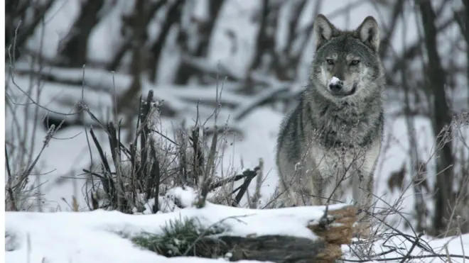 A Wild Carpathian grey wolf photographed in Bieszczady Mountains, Poland
