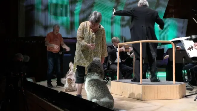 كلاب تعزف موسيقى موزارت مع الأوركسترا في الدنمارك